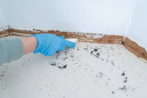 Best Termite Control Services  in Anderson, MO